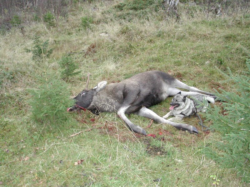 EPSN1021 (11).JPG - Jostein felte en sykkelstyring i Vennadalen